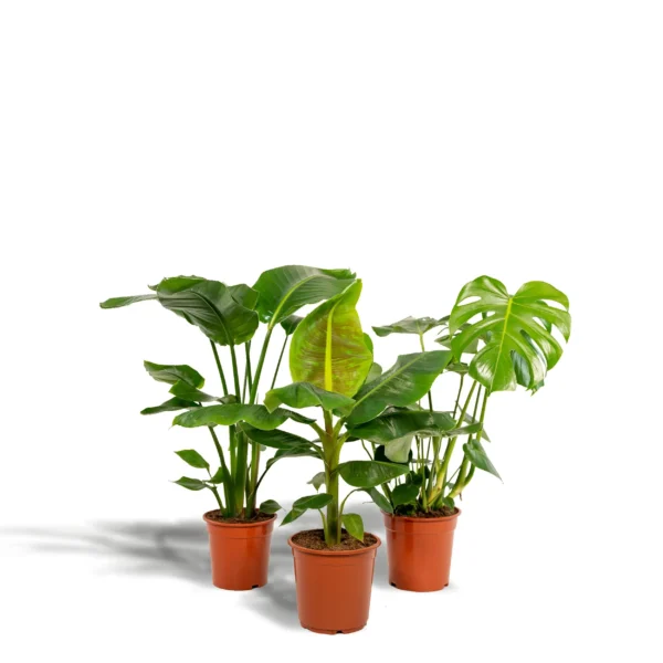 Monstera Deliciosa - Ø21cm - ↨75cm + Musa Dwarf Cavendish - Ø21cm - ↨85cm + Strelitzia Nicolai - Ø19cm - ↨85cm