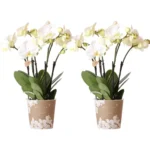 COMBI DEAL von 2 weißen Phalaenopsis-Orchideen - Topfgröße Ø12cm | blühende Zimmerpflanze - frisch vom Züchter