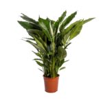 Spathiphyllum Sweet Sebastiano - Ø24cm - ↕110cm