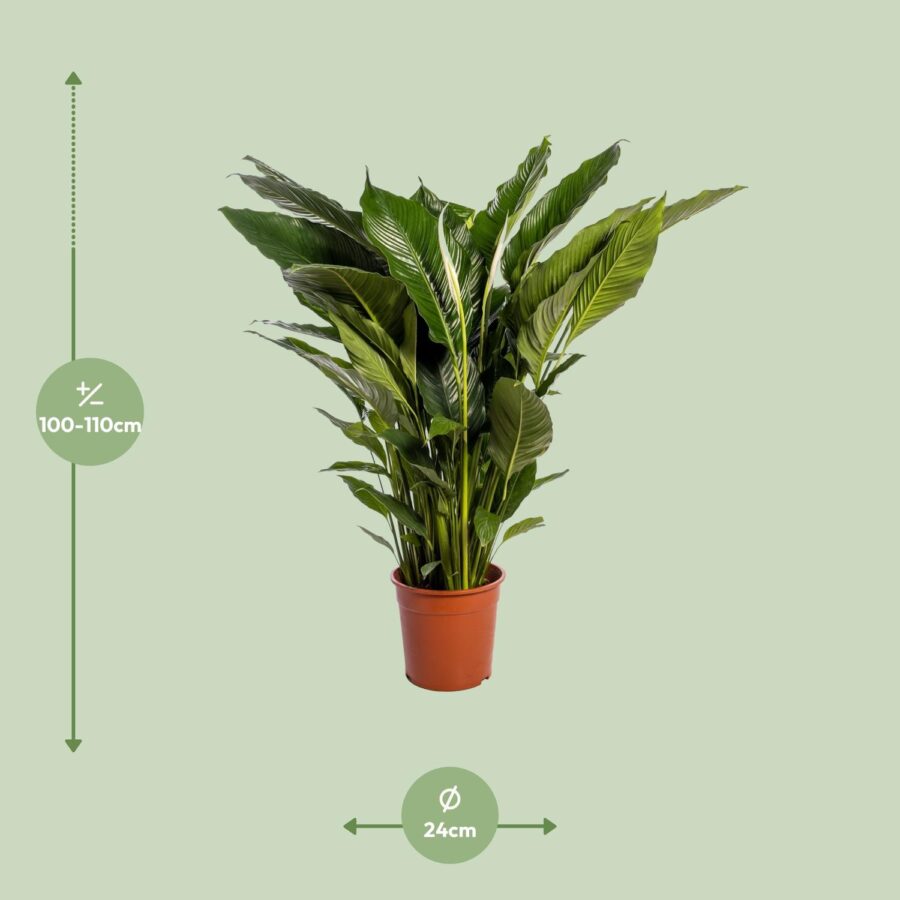 Spathiphyllum Sweet Sebastiano - Ø24cm - ↕110cm – Bild 2