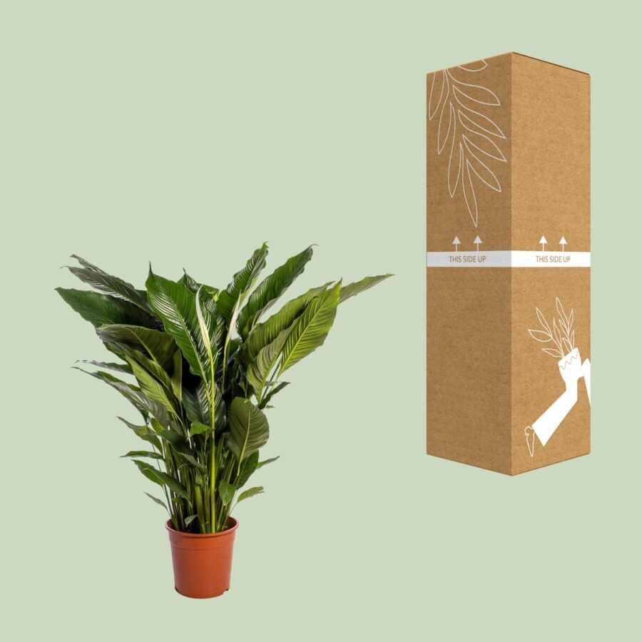 Spathiphyllum Sweet Sebastiano - Ø24cm - ↕110cm – Bild 3