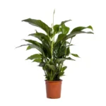 Spathiphyllum Bellini - Ø24cm - ↨100cm