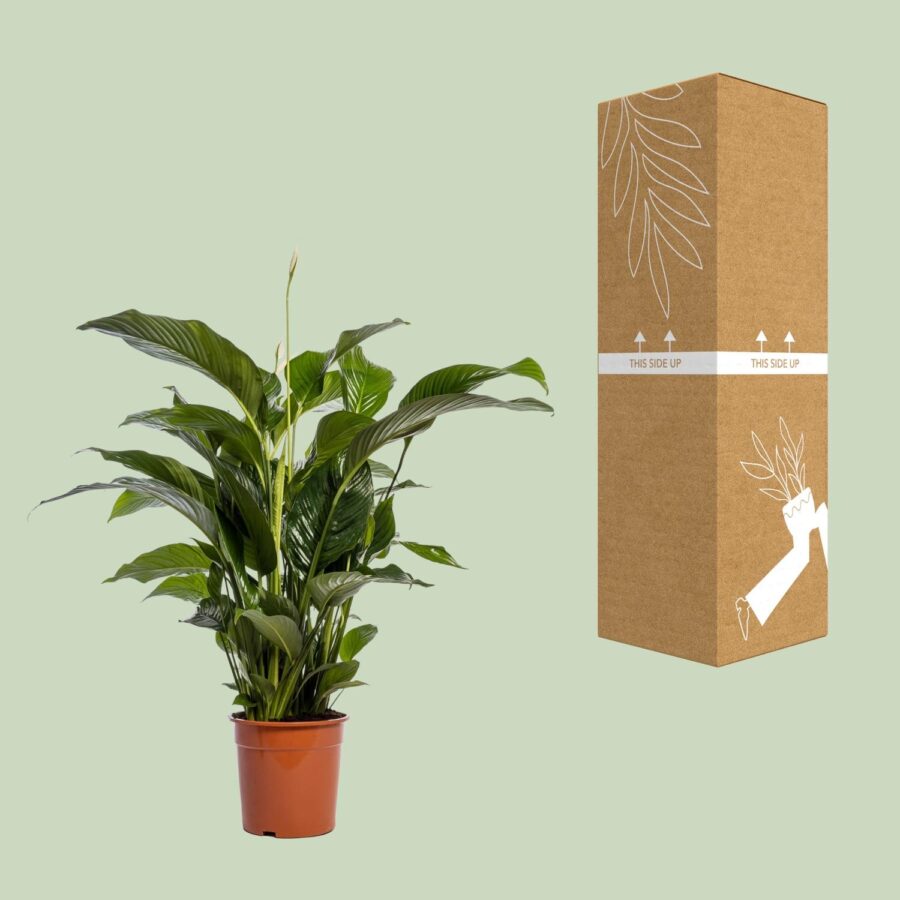 Spathiphyllum Bellini - Ø24cm - ↕100cm – Bild 3