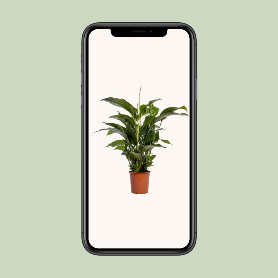 Spathiphyllum Bellini - Ø24cm - ↕100cm – Bild 4