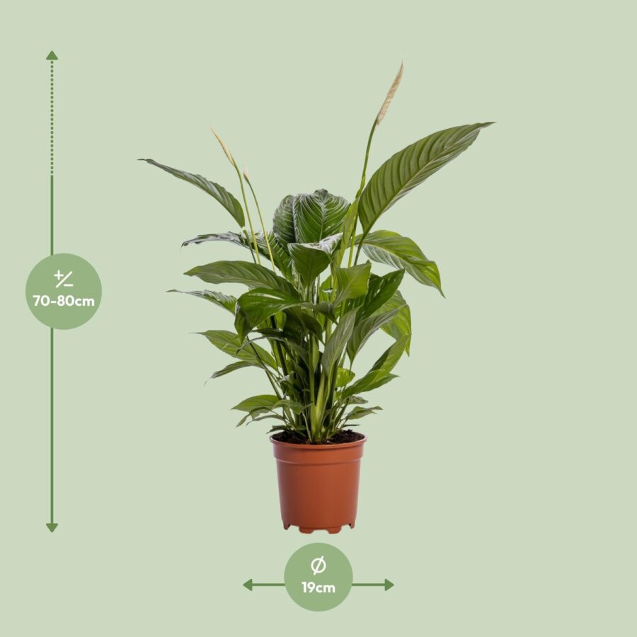 Spathiphyllum Bingo Cupido - Ø19cm - ↕80cm – Bild 2