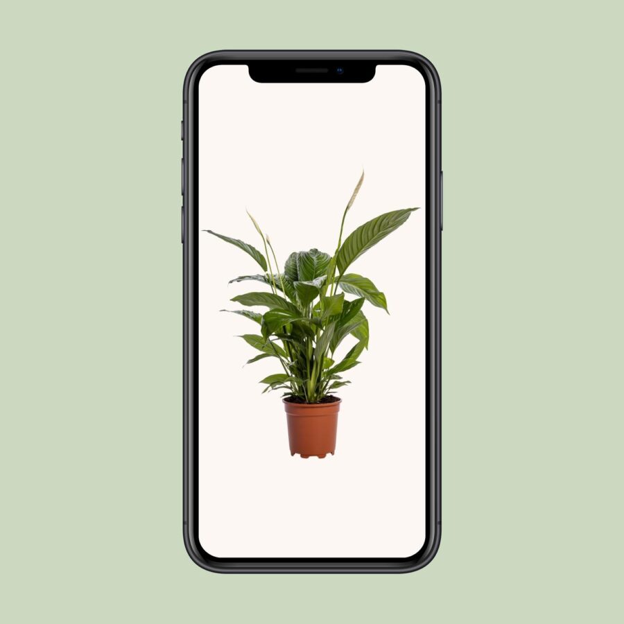Spathiphyllum Bingo Cupido - Ø19cm - ↕80cm – Bild 4