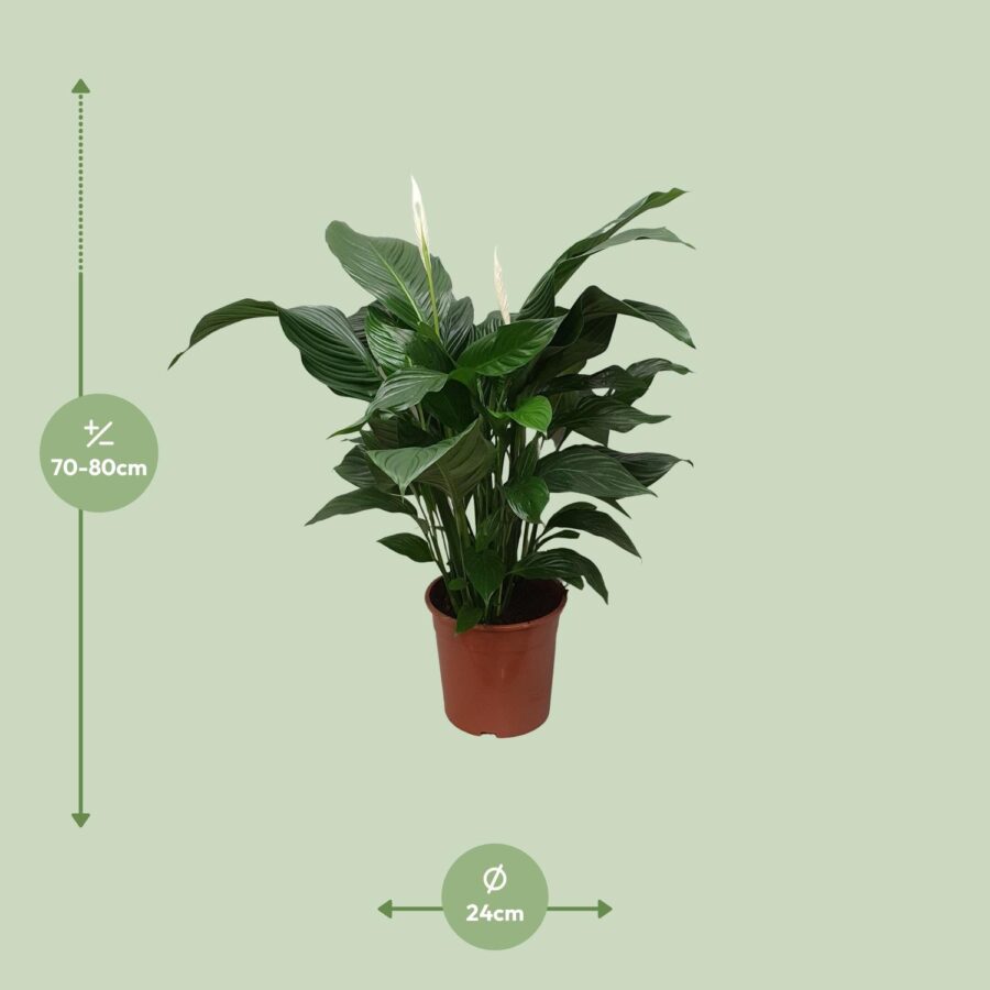 Spathiphyllum Sweet Silvana - Ø24cm - ↕80cm – Bild 2