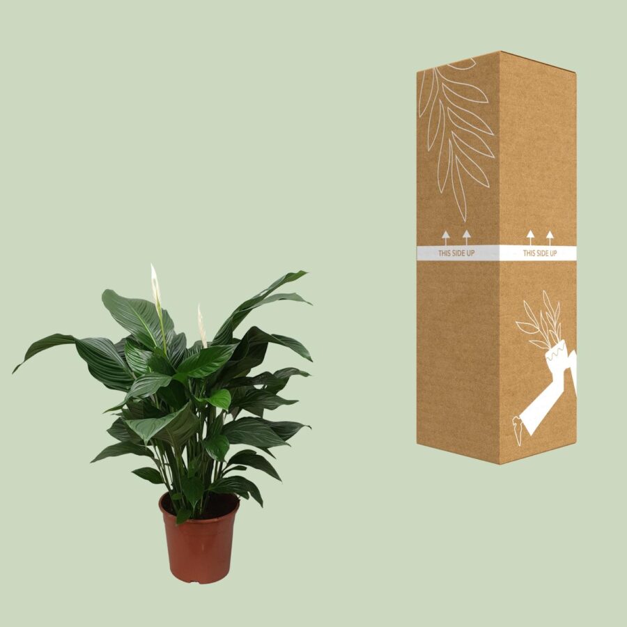Spathiphyllum Sweet Silvana - Ø24cm - ↕80cm – Bild 3