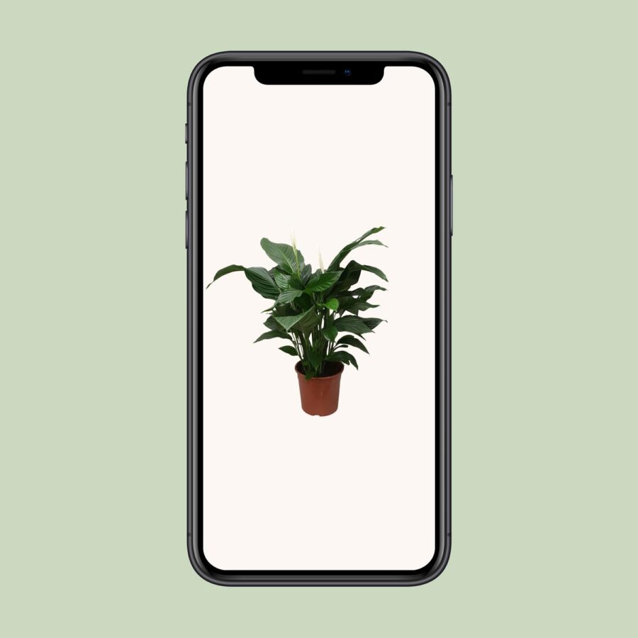 Spathiphyllum Sweet Silvana - Ø24cm - ↕80cm – Bild 4