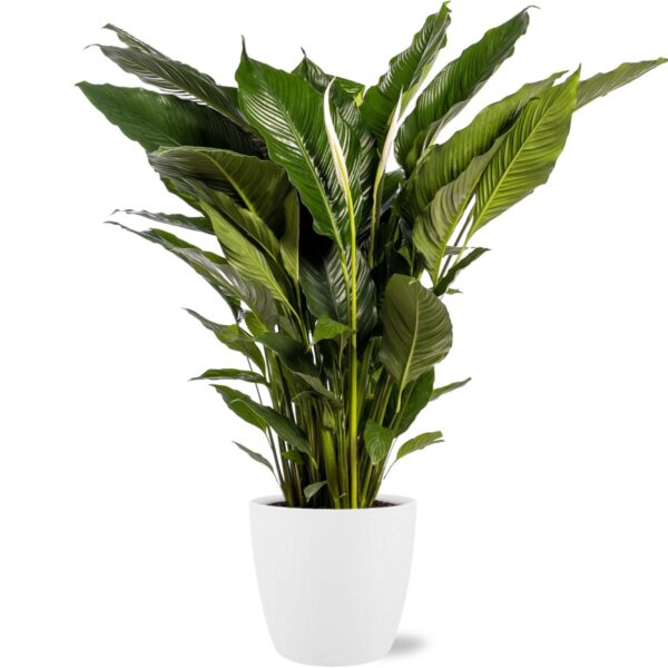 Spathiphyllum Sweet Sebastiano - Ø24cm - ↕110cm + Pot Brussels D25x23cm - Weiß