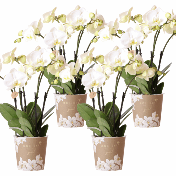 Kolibri Orchids | KOMBI ANGEBOT von 4 weißen Orchideen - Ghent - Topfgröße Ø12cm | blühende Zimmerpflanze - frisch vom Züchter