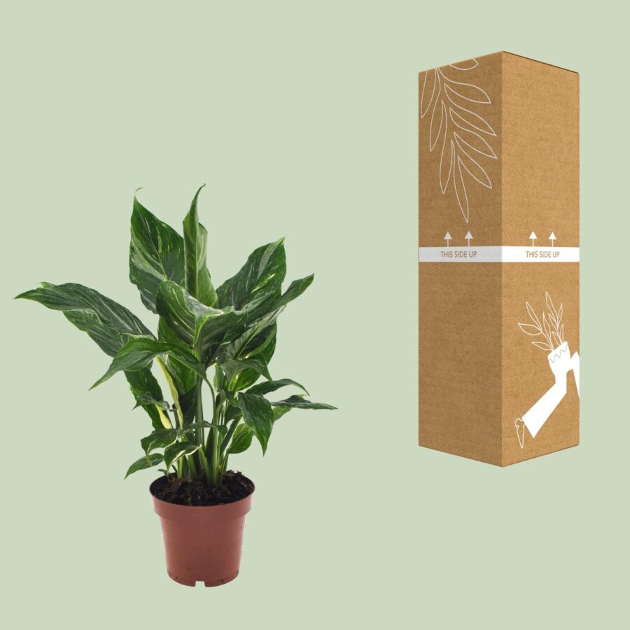 Spathiphyllum Diamond - Ø12cm - ↕40cm – Bild 3