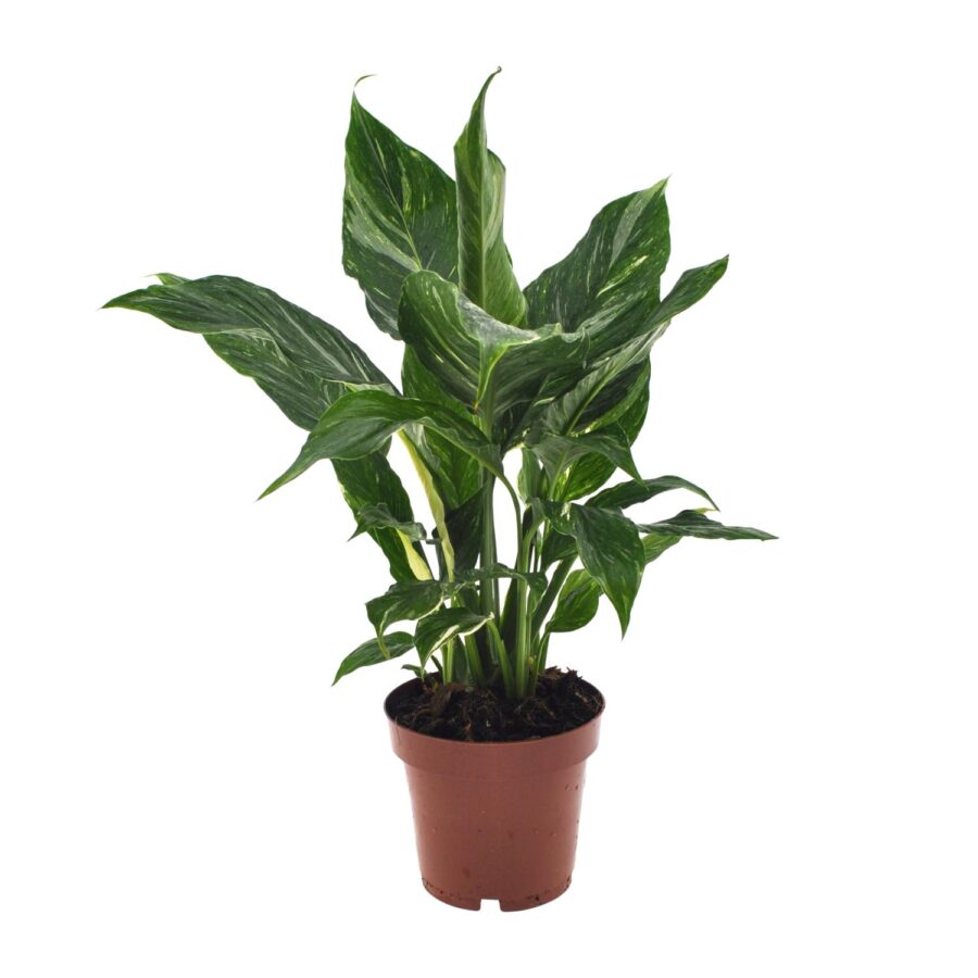 Spathiphyllum Diamond - Ø12cm - ↕40cm – Bild 5