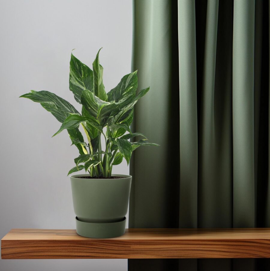 Spathiphyllum Diamond - Ø12cm - ↕40cm – Bild 6
