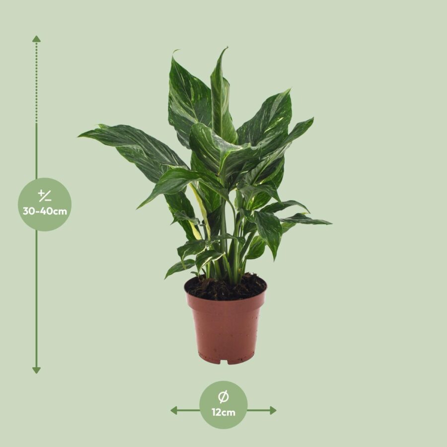 Spathiphyllum Diamond - Ø12cm - ↕40cm – Bild 7