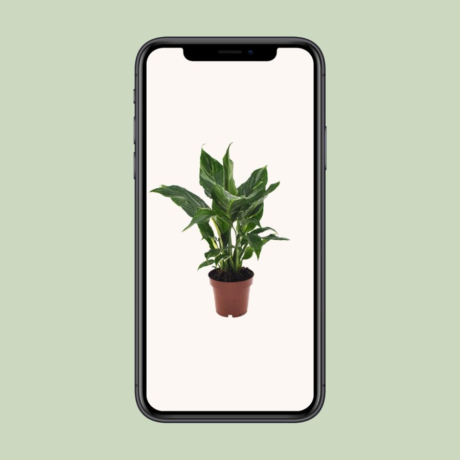 Spathiphyllum Diamond - Ø12cm - ↕40cm – Bild 9
