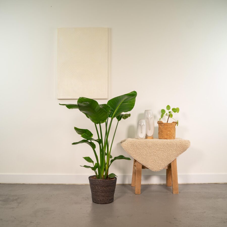 Strelitzia Nicolai - Ø19cm - ↕90cm + Korb Igmar – Bild 5
