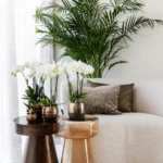 Strelitzia Nicolai - ↨140 - 150cm - Ø24