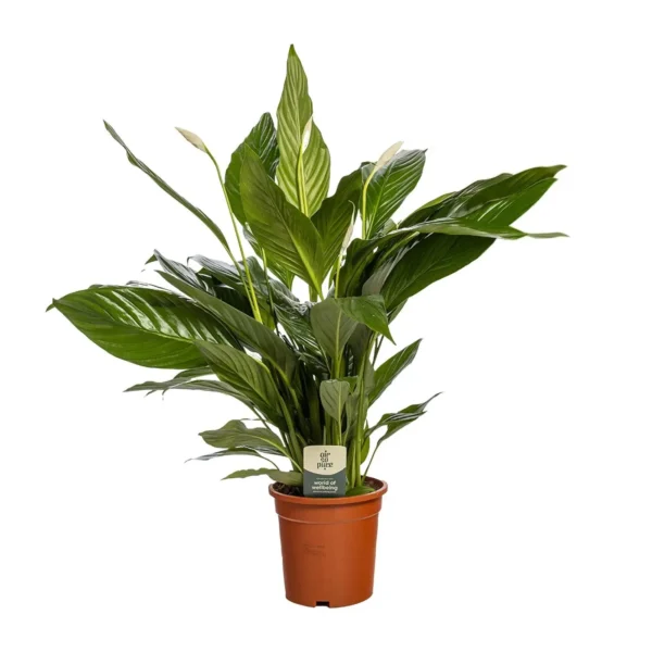 Spathiphyllum Bingo Cupido - Ø19cm - ↨80cm