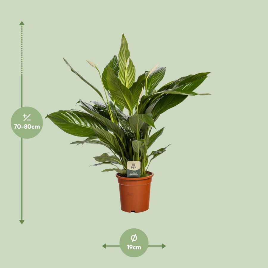 Spathiphyllum Bingo Cupido - Ø19cm - ↕80cm – Bild 2