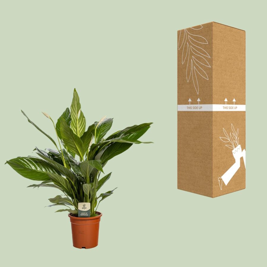 Spathiphyllum Bingo Cupido - Ø19cm - ↕80cm – Bild 3