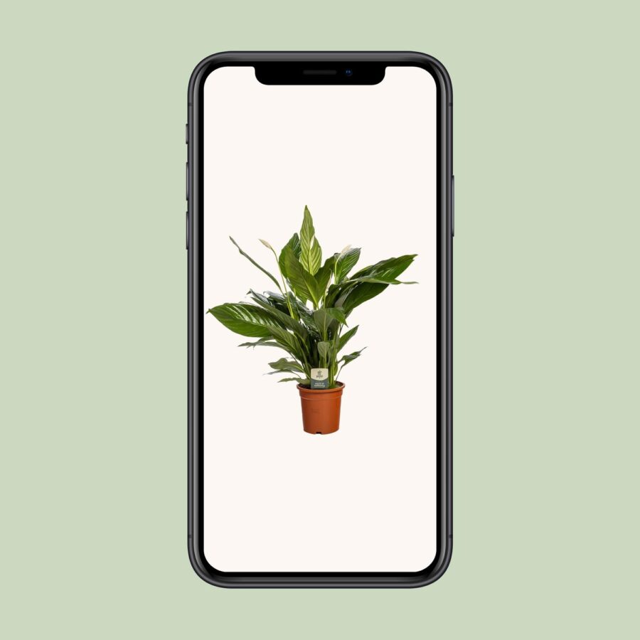 Spathiphyllum Bingo Cupido - Ø19cm - ↕80cm – Bild 4