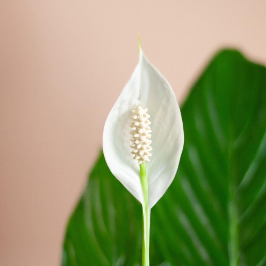 Spathiphyllum mit Korb Lissabon Schwarz - 80cm - Ø21 – Bild 5