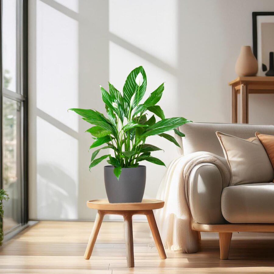 Spathiphyllum mit Viber grau – 80 cm – Ø21 – Bild 3