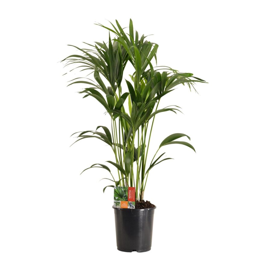 Howea Forsteriana - Ø24cm - ↕120cm – Bild 5