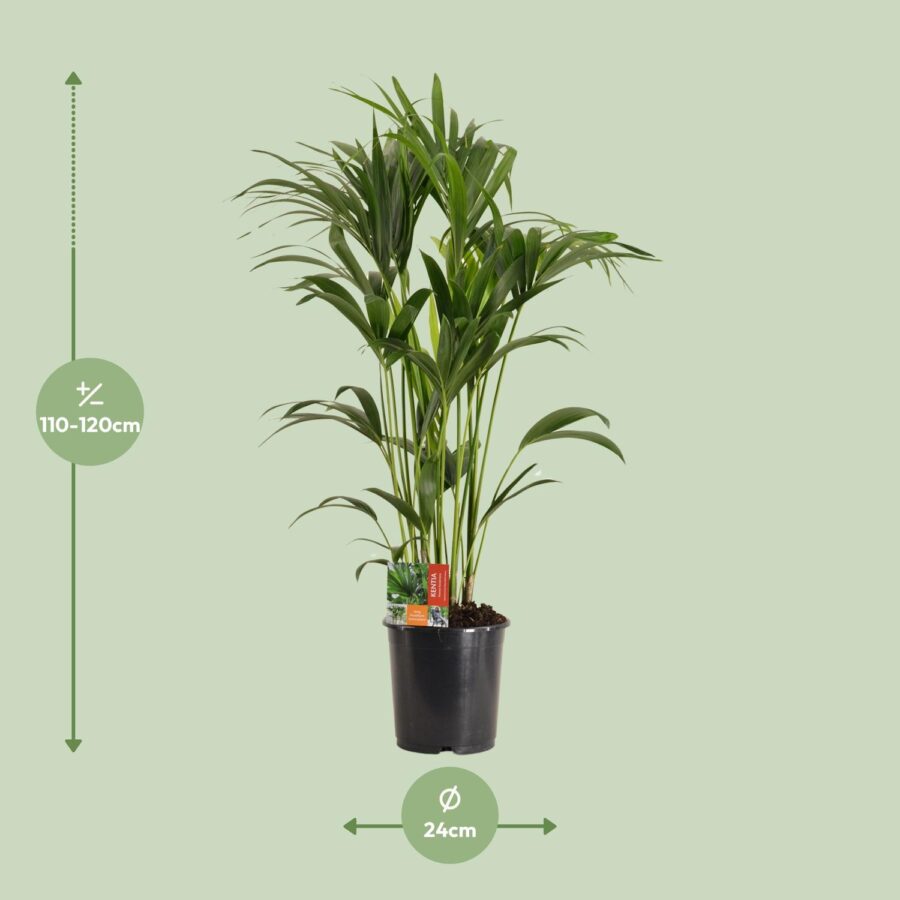 Howea Forsteriana - Ø24cm - ↕120cm – Bild 7