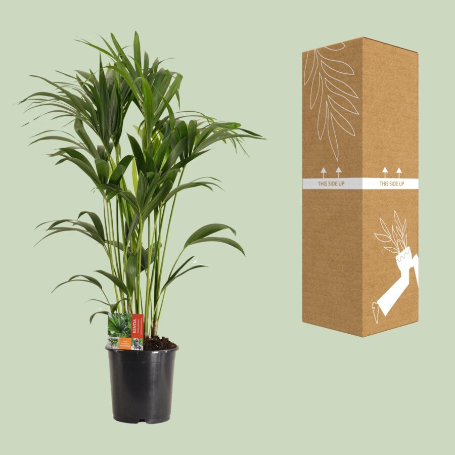 Howea Forsteriana - Ø24cm - ↕120cm – Bild 8