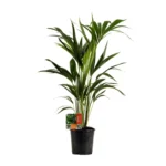 Howea Forsteriana - Ø19cm - ↨100cm