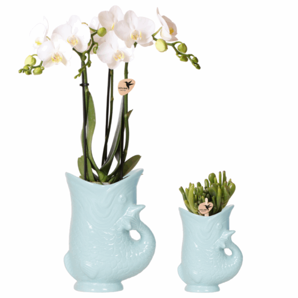 Kolibri Company - Pflanzenset Fish Türkis | Set mit weißer Phalaenopsis Orchidee Amabilis Ø9cm und grüner Sukkulente Crassula Hobbit Ø6cm | Inklusive türkisfarbener Keramik-Ziertöpfe
