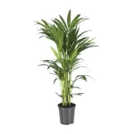 Howea Forsteriana - Ø21cm - ↨110cm