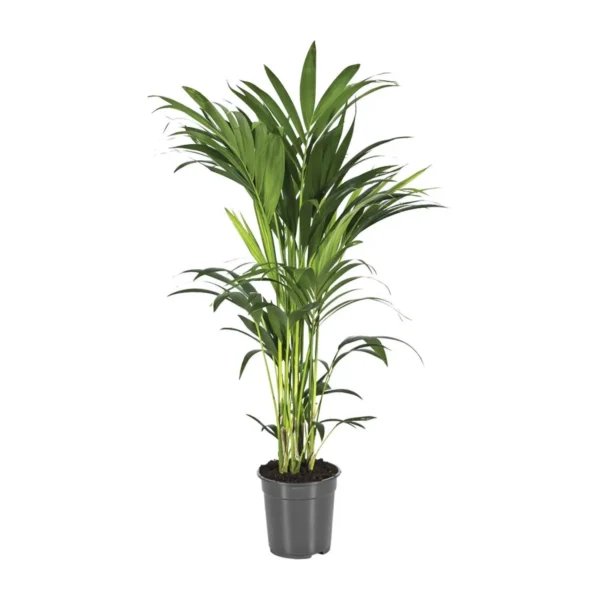 Howea Forsteriana - Ø21cm - ↨110cm