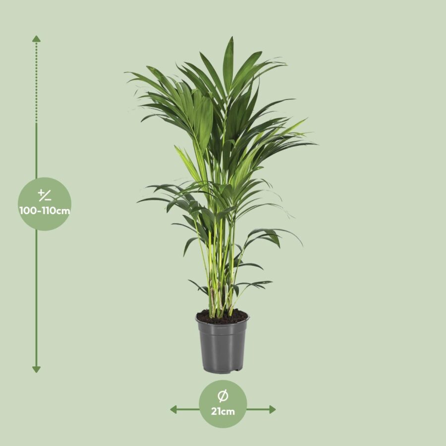 Howea Forsteriana - Ø21cm - ↕110cm – Bild 2