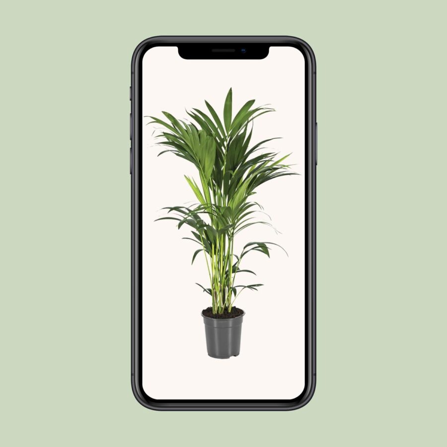 Howea Forsteriana - Ø21cm - ↕110cm – Bild 4