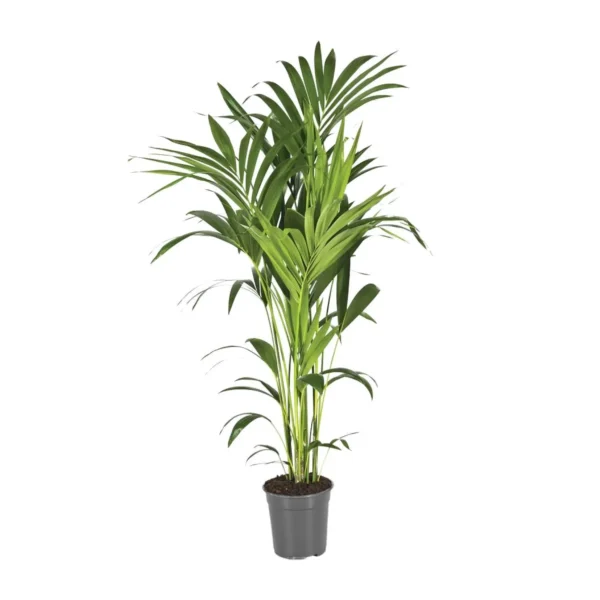 Howea Forsteriana - Ø21cm - ↨130cm