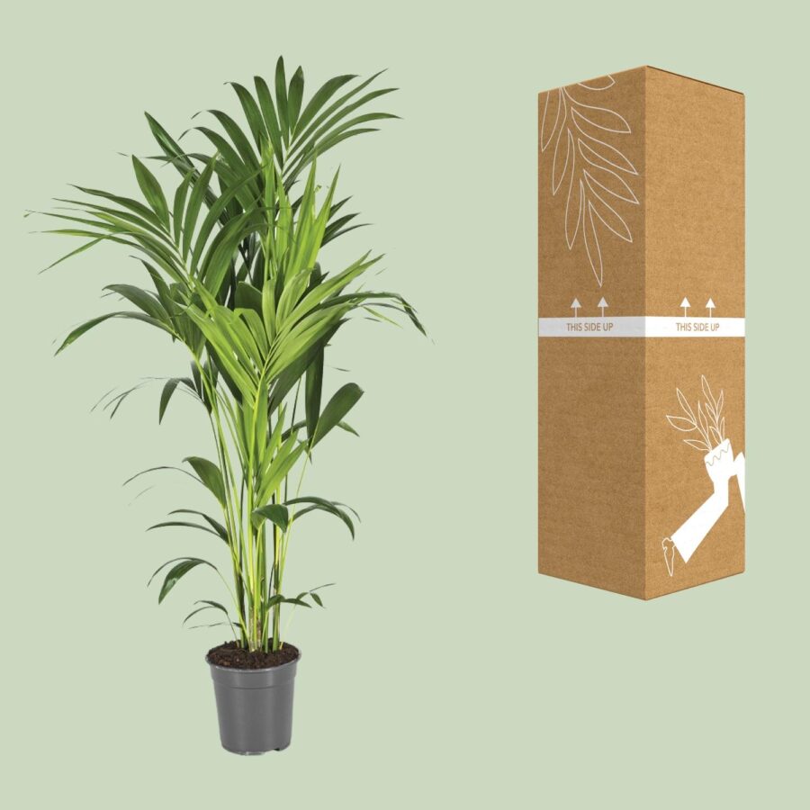 Howea Forsteriana - Ø21cm - ↕130cm – Bild 3