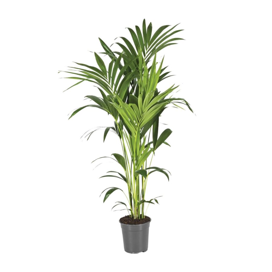 Howea Forsteriana - Ø21cm - ↕130cm – Bild 5