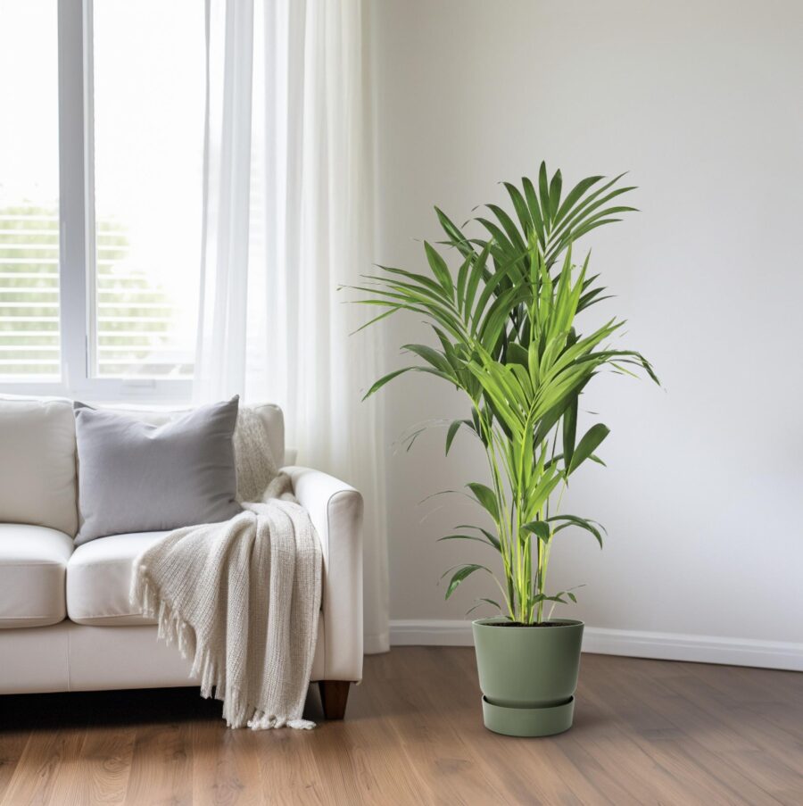 Howea Forsteriana - Ø21cm - ↕130cm – Bild 6