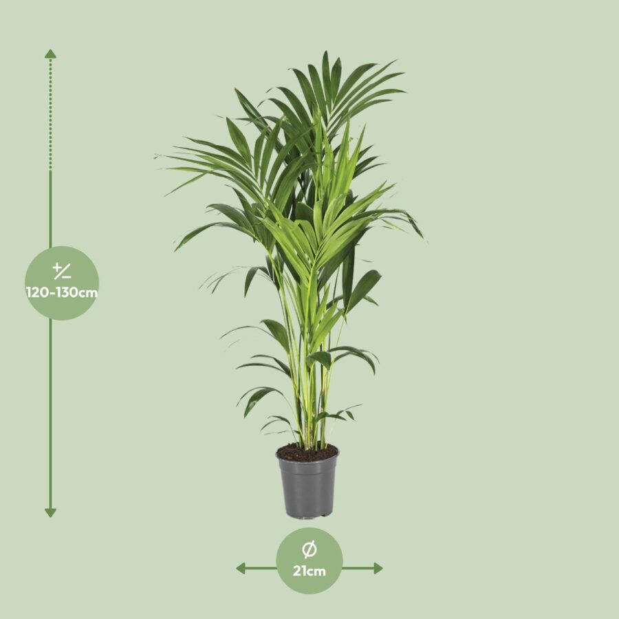 Howea Forsteriana - Ø21cm - ↕130cm – Bild 7