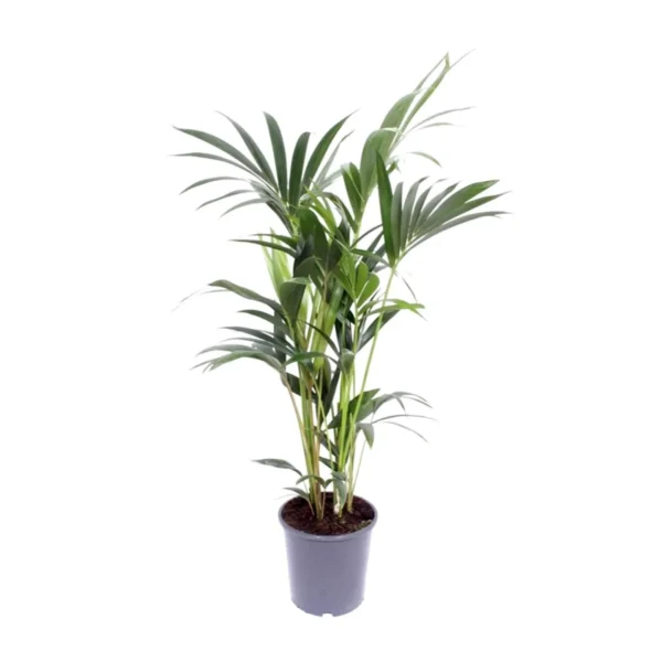 Howea Forsteriana - Ø21cm - ↨120cm