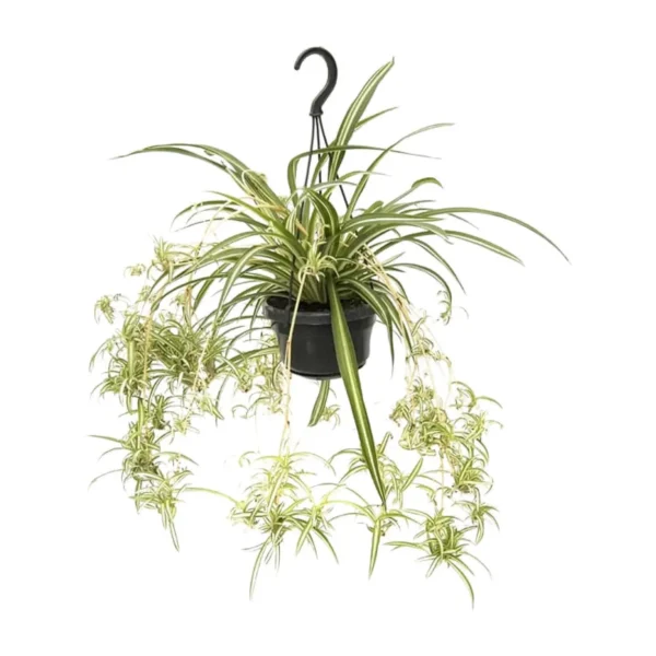 Chlorophytum Comosum Variegatum - Ø14cm - ↨55cm