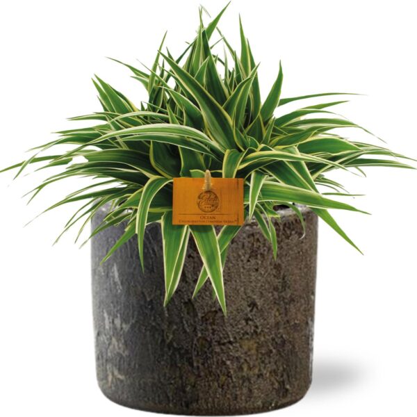 Chlorophytum Ocean - Ø15cm - ↕25cm + Maas Pot D16x14cm - Braun