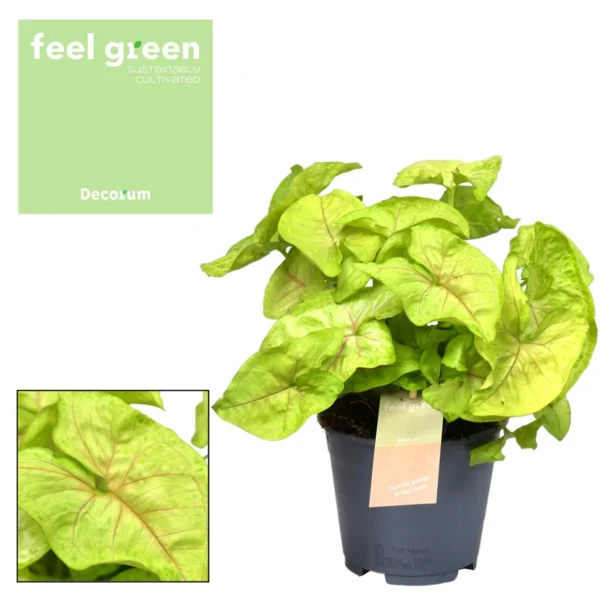 Syngonium Golden Feel Green - Ø14cm - ↨30cm