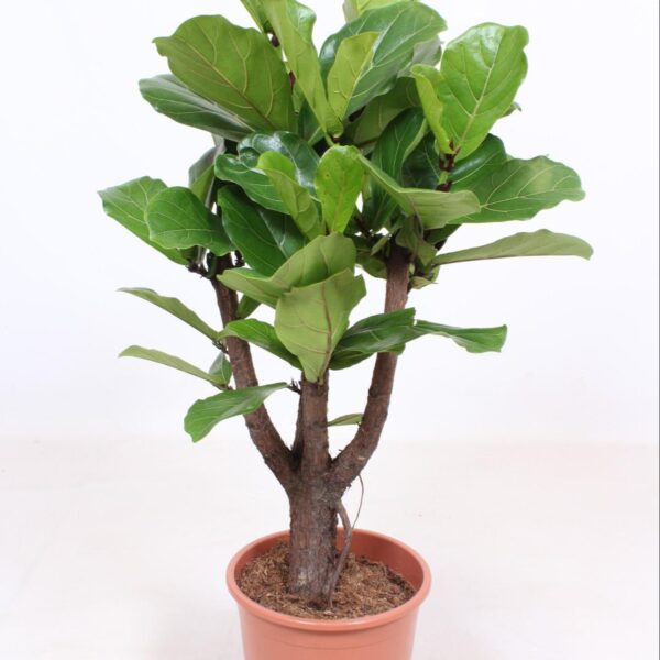 Feigenbaum Lyrata verzweigt - Ø27cm - ↕120cm