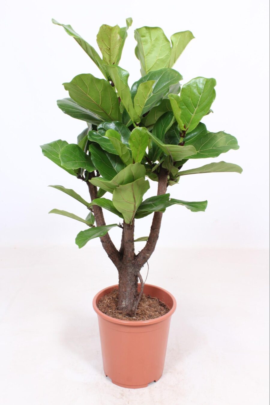Feigenbaum Lyrata verzweigt - Ø27cm - ↕120cm