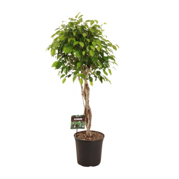 Feigenbaum Benjamina Exotica - Ø27cm - ↕120cm
