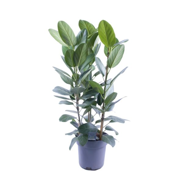 Feigenbaum Audrey Toef 3 stekken - Ø27cm - ↕105cm